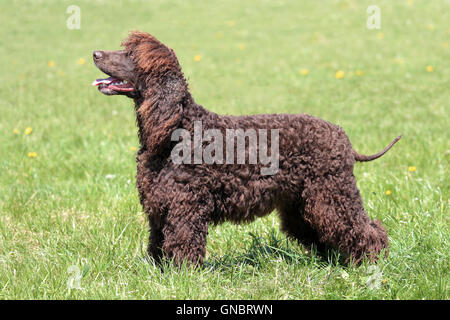 Irish Water Spaniel typique dans le jardin au printemps Banque D'Images