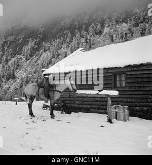 Cheval et chien devant Ranch House après le début de l'automne Blizzard, près d'Aspen, Colorado, USA, Marion Post Wolcott, ÉTATS-UNIS Administration de la sécurité agricole, septembre 1941 Banque D'Images