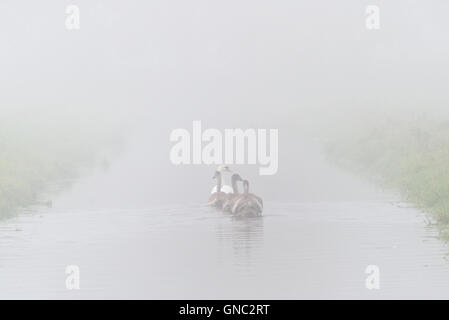 Un cygne et trois cygnets disparaissant dans le brouillard matinal sur Curry Moor qui fait partie des Somerset Levels. Banque D'Images