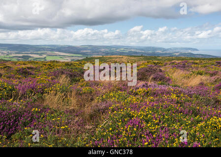 Une vue d'été dans le haut de la colline sur le Weacombe Quantocks dans Somerset à l'ouest en direction de Minehead et d'Exmoor Banque D'Images