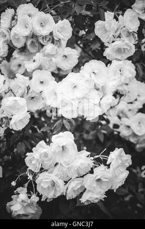 Test International Rose Garden, Washington Park, Portland, Oregon, USA Banque D'Images