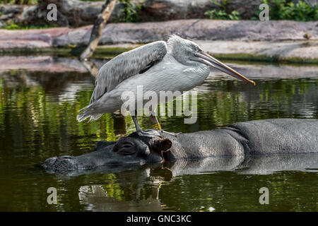 Pélican frisé (Pelecanus crispus) reposant sur la tête de l'Hippopotame (Hippopotamus amphibius) dans l'étang au Zoo d'Anvers, Belgique Banque D'Images