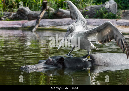 Pélican frisé (Pelecanus crispus) reposant sur l'Hippopotame (Hippopotamus amphibius) dans l'étang au Zoo d'Anvers, Belgique Banque D'Images