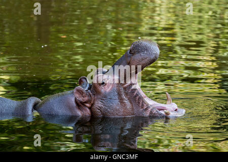 Close up d'Hippopotame (Hippopotamus amphibius) dans l'étang de bâiller et montrant les dents dans la bouche ouverte Banque D'Images