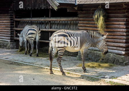 Les zèbres de montagne de Hartmann (Equus zebra hartmannae) au cours de l'alimentation à la fois le Zoo d'Anvers, Belgique Banque D'Images