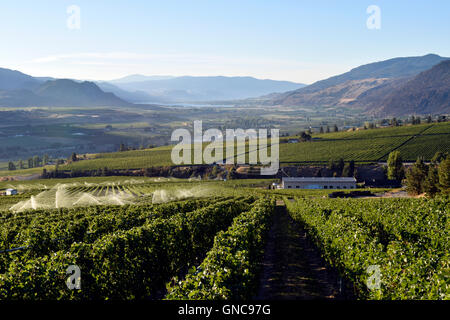 L'irrigation en agriculture biologique sprinkleur vignoble situé dans la vallée de l'Okanagan à Osoyoos, Colombie-Britannique, Canada. Banque D'Images