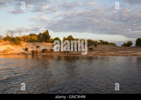 Troupeau d'éléphants d'Afrique Loxodonta africana sur les rives de la rivière Chobe au Botswana de garrigue à l'arrière-plan Banque D'Images