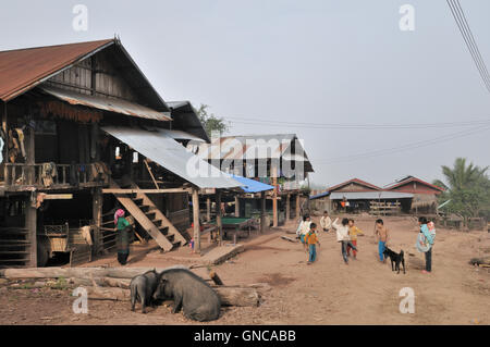 Village Akha, rue avec des maisons sur pilotis, les enfants et les cochons Banque D'Images