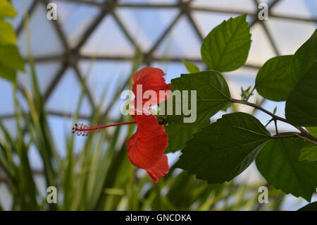 Hibiscus rouge Banque D'Images