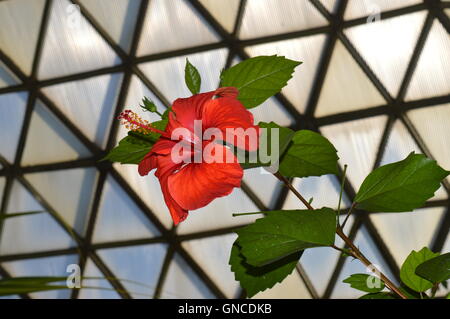 Hibiscus rouge foncé Banque D'Images