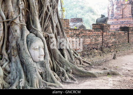 Pièces tête ruines de l'ancienne statue de bouddha ont été couverts jusqu'aux racines d'un arbre banyan sur l'ancien mur à Wat Phra Mahathat temple Banque D'Images