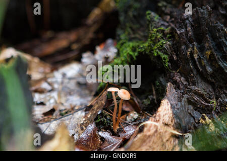 Les champignons sur le sol de la forêt humide avec tronc de l'arbre en arrière-plan Banque D'Images