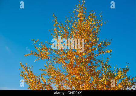 Feuilles jaunes sur les arbres d'automne contre le ciel bleu Banque D'Images