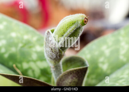 Les graines d'orchidées Paphiopedilum (Lady Slipper) dans le jardin Banque D'Images