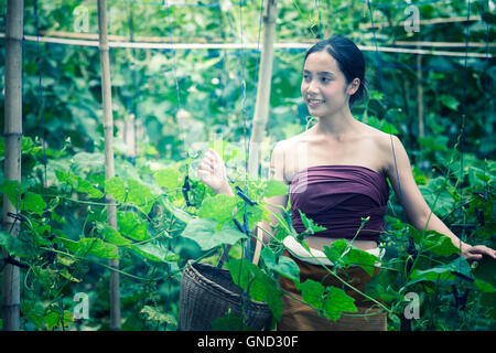 Belle femme d'Asie et le panier contenant la récolte de courgette, chiangrai Thaïlande, style vintage, ajouter les céréales Banque D'Images