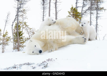 Mère de l'ours polaire (Ursus maritimus), le glissement vers le bas, en jouant avec deux nouveaux nés d'oursons, Parc National de Wapusk, Manitoba, Canada Banque D'Images