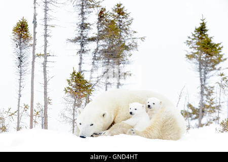 Mère de l'ours polaire (Ursus maritimus) couché avec deux oursons jouant, Parc National de Wapusk, Manitoba, Canada Banque D'Images