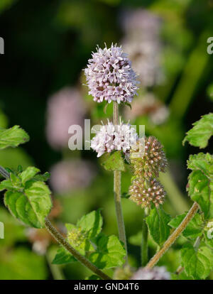 Mentha aquatica Menthe aquatique - herbe de prairie humide Banque D'Images