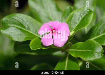 Madagascar ou pervenche rose - Catharanthus roseus Source de la vincristine et la vinblastine, médicaments utilisés pour traiter le cancer Banque D'Images