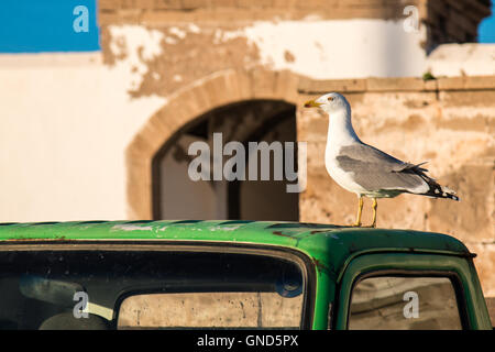 Mouette profitant de la lumière du soleil en début de soirée sur le toit d'une voiture verte. Immeuble avec une porte dans l'arrière-plan. Ciel bleu. Banque D'Images