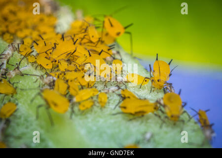 Gros plan macro de minuscules pucerons sur tige feuille jaune Banque D'Images