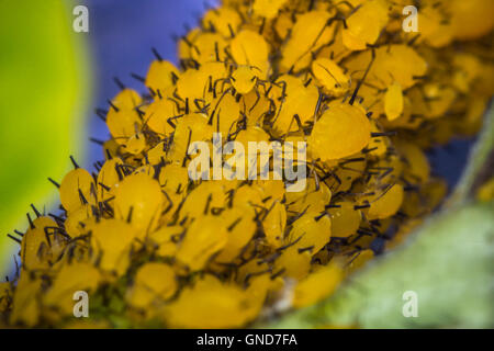 Gros plan macro de minuscules pucerons sur tige feuille jaune Banque D'Images