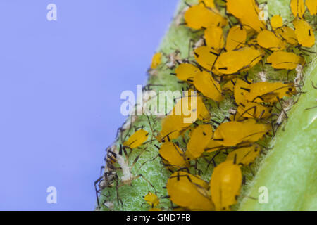 Gros plan macro de minuscules pucerons sur tige feuille jaune Banque D'Images