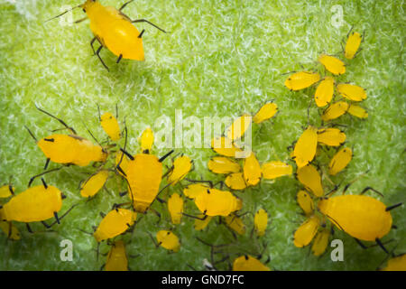 Gros plan macro de minuscules pucerons sur tige feuille jaune Banque D'Images