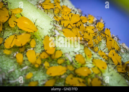 Gros plan macro de minuscules pucerons sur tige feuille jaune Banque D'Images