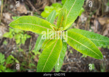 Gros plan macro de minuscules pucerons sur tige feuille jaune Banque D'Images