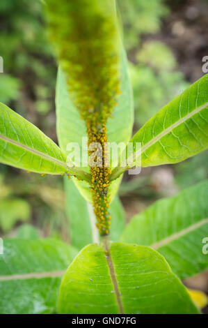 Gros plan macro de minuscules pucerons sur tige feuille jaune Banque D'Images