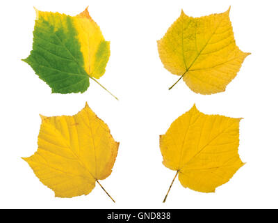 Ensemble de quatre feuilles d'automne jaune isolated on white Banque D'Images