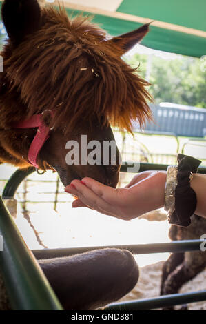 L'alimentation d'un hipster idiotes à lama un zoo au début du printemps Banque D'Images