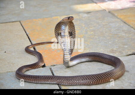 Cobra à lunettes indiennes. Banque D'Images