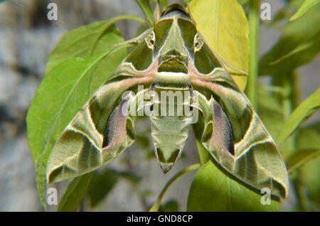 OLEANDER HAWK-MOTH. Aussi vert armée d'amphibien. Espèces d'Asie et d'Afrique. E & S migre vers l'Europe en été. Banque D'Images