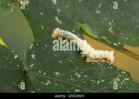 Ahorn-Zahnspinner Ahornzahnspinner, Raupe, cucullina Ptilodontella, Ptilodon, cucullina Lophopteryx cuculla, érable, proéminents, c Banque D'Images