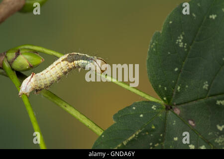 Ahorn-Zahnspinner Ahornzahnspinner, Raupe, cucullina Ptilodontella, Ptilodon, cucullina Lophopteryx cuculla, érable, proéminents, c Banque D'Images