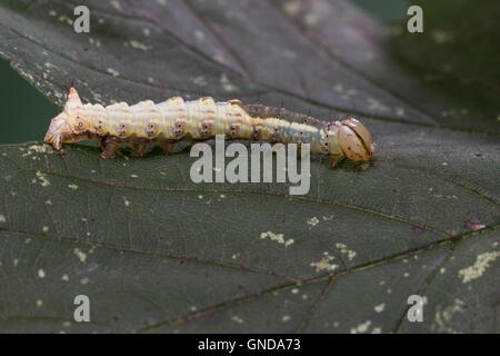 Ahorn-Zahnspinner Ahornzahnspinner, Raupe, cucullina Ptilodontella, Ptilodon, cucullina Lophopteryx cuculla, érable, proéminents, c Banque D'Images