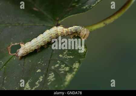 Ahorn-Zahnspinner Ahornzahnspinner, Raupe, cucullina Ptilodontella, Ptilodon, cucullina Lophopteryx cuculla, érable, proéminents, c Banque D'Images