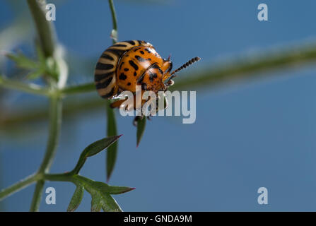 Kartoffelkäfer, Kartoffel-Käfer, Leptinotarsa decemlineata, le doryphore de la pomme de terre, doryphore, dix-striped spearman, dix-l Banque D'Images