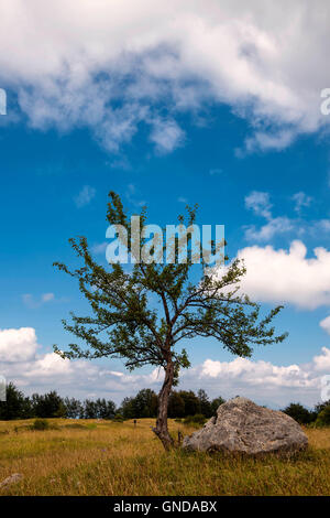 Le grand arbre et ciel bleu avec des nuages dans Prati di Tivo, la petite corne du Mont Gran Sasso dans les Abruzzes, au centre de l'Italie Banque D'Images