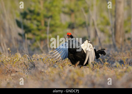 Tétras mâle de saut (Tetrao tetrix) à courtiser marais lieu tôt le matin. Banque D'Images