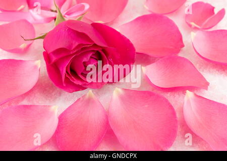 Rose rose sur des pétales de rose et les grains de sel de bain Banque D'Images