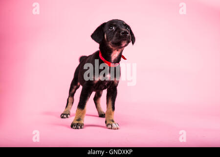 Un joli mélange breed puppy looking up placés dans un fond rose Banque D'Images