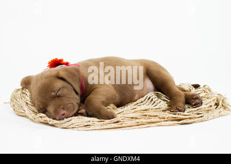 Un labrador retriever chocolat couchage chiot Banque D'Images