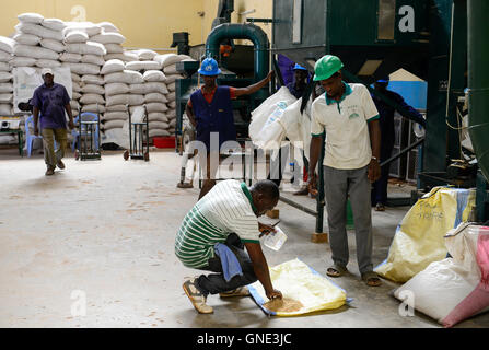 Le BURKINA FASO, Bobo Dioulasso, société Nafaso la production de semences hybrides et du commerce, semences de riz hybride / hybride Reis Saatgut, Saatgutherstellung Nafaso der Firma und Reisreinigungsanlage mobile Banque D'Images