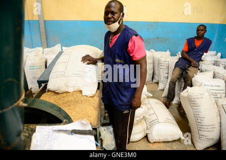 Le BURKINA FASO, Bobo Dioulasso, société Nafaso la production de semences hybrides et du commerce, semences de riz hybride / hybride Reis Saatgut, Saatgutherstellung Nafaso der Firma und Reisreinigungsanlage mobile Banque D'Images