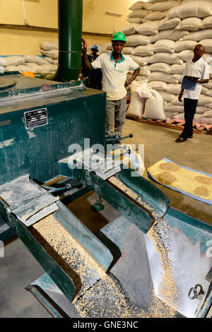 Le BURKINA FASO, Bobo Dioulasso, société Nafaso la production de semences hybrides et du commerce, semences de riz hybride / hybride Reis Saatgut, Saatgutherstellung Nafaso der Firma und Reisreinigungsanlage mobile Banque D'Images