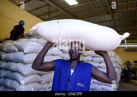 Le BURKINA FASO, Bobo Dioulasso, société Nafaso la production de semences hybrides et du commerce, semences de riz hybride / hybride Reis Saatgut, Saatgutherstellung Nafaso der Firma und Handel Banque D'Images