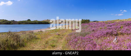 Un lac et des fleurs de bruyère dans les dunes de Schoorl, aux Pays-Bas sur une journée ensoleillée. Banque D'Images